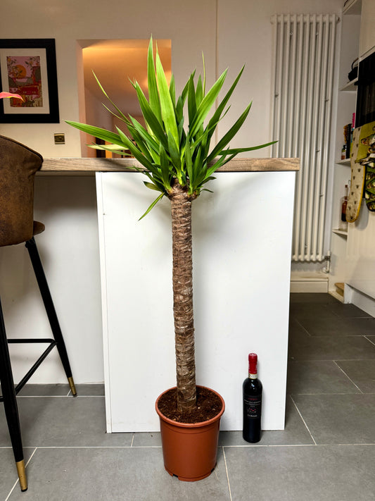 110cm Yucca Tree