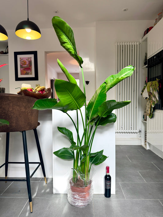 140cm Strelitzia Nicolai (Bird of Paradise)