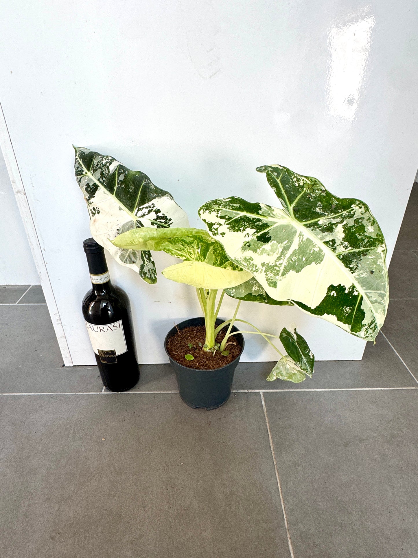 40cm Variegated Alocasia Frydek