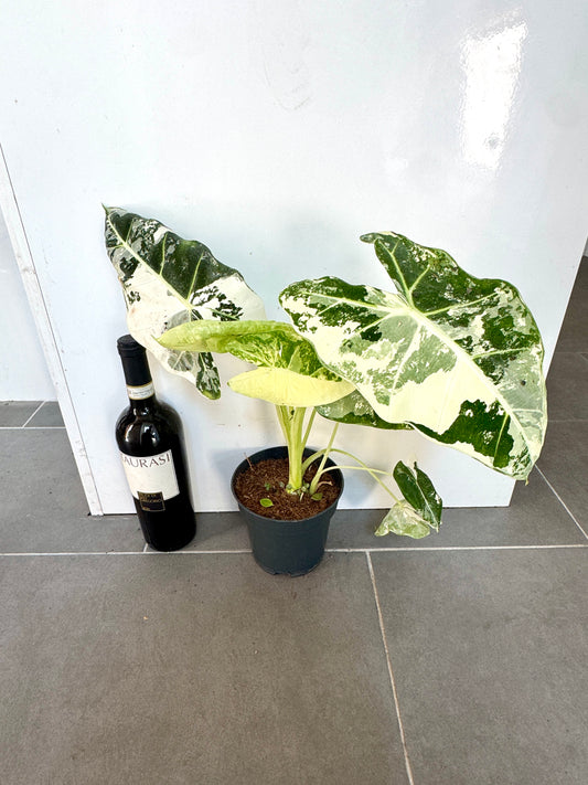 40cm Variegated Alocasia Frydek