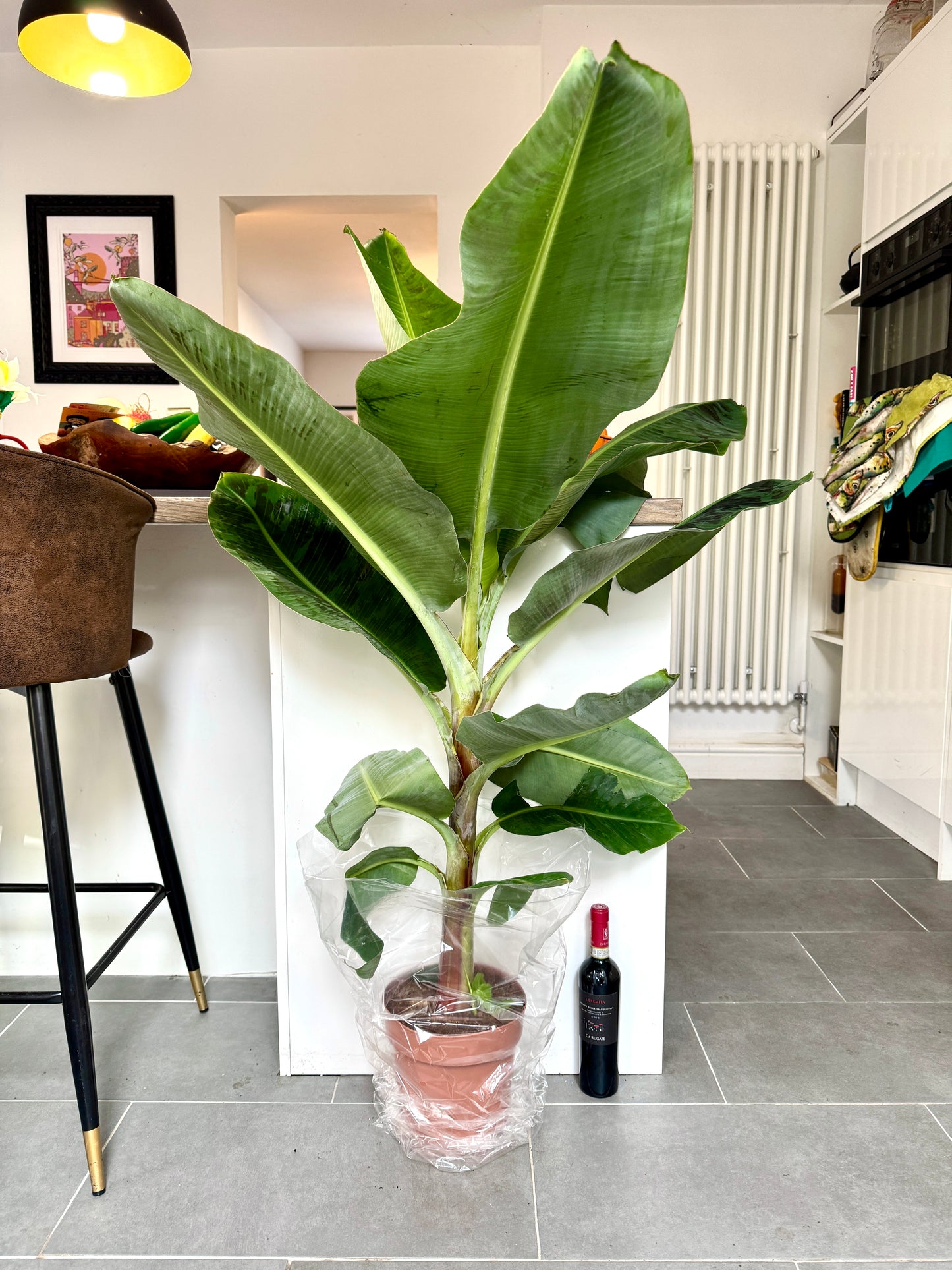 130cm Banana Tree (Musa Dwarf Cavendish - Indoor / Outdoor)