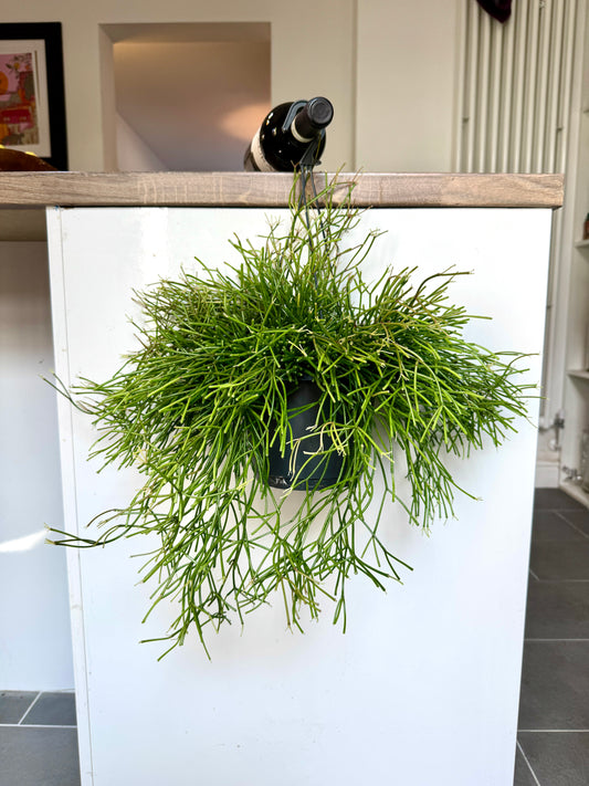 30cm Rhipsalis Easy Sweet