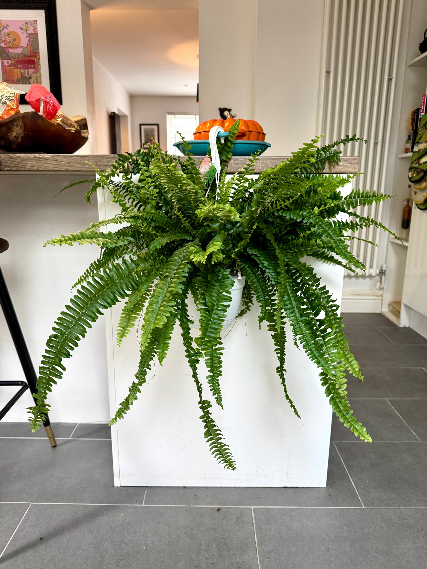 75cm Sword Fern (Nephrolepsis exaltata)