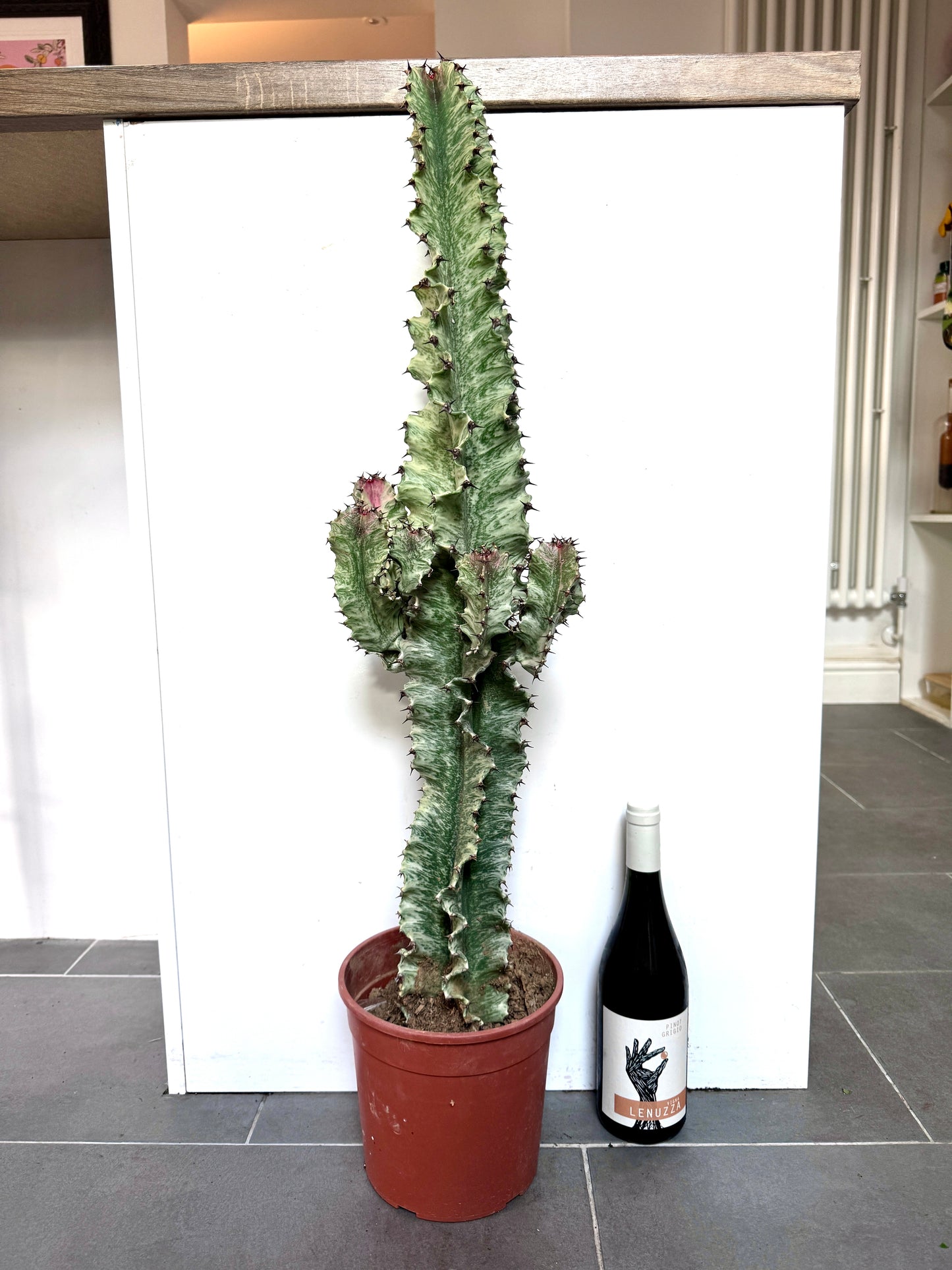 80cm Euphorbia Variegated Marmorata Cactus