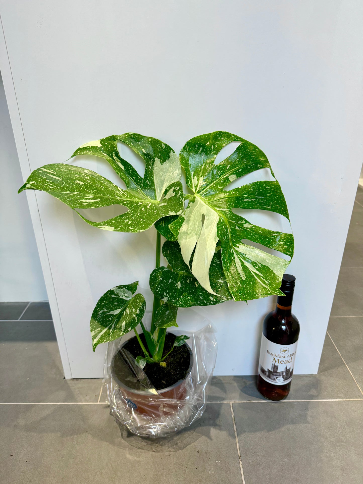 50cm Monstera Deliciosa Thai Constellation