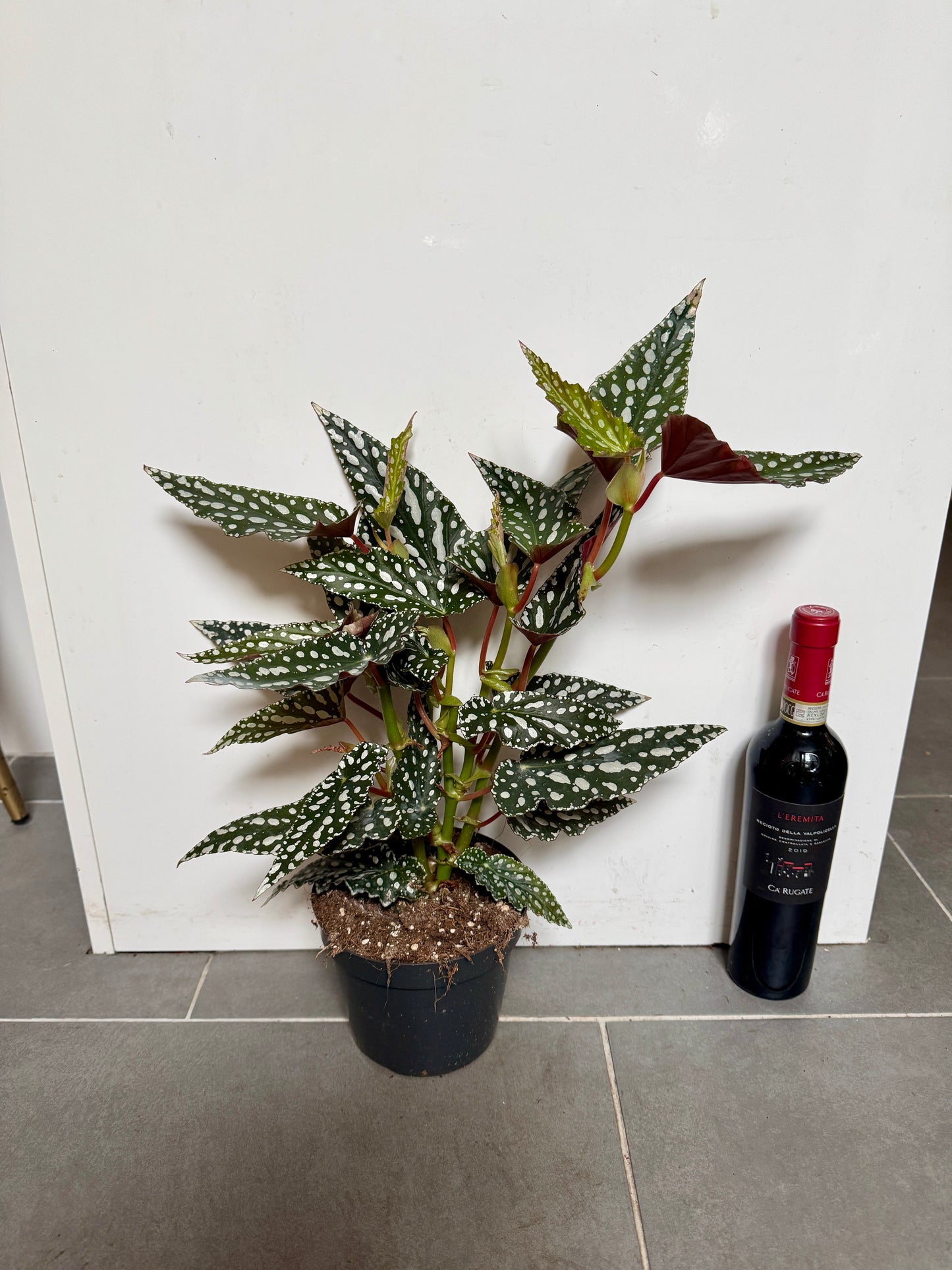 40cm Begonia Maculata