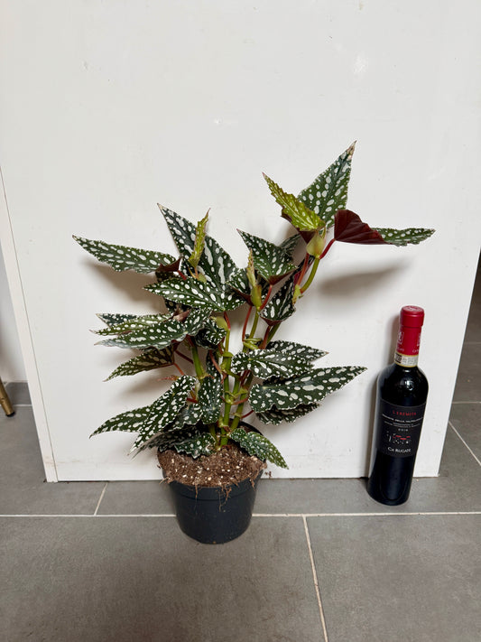 40cm Begonia Maculata
