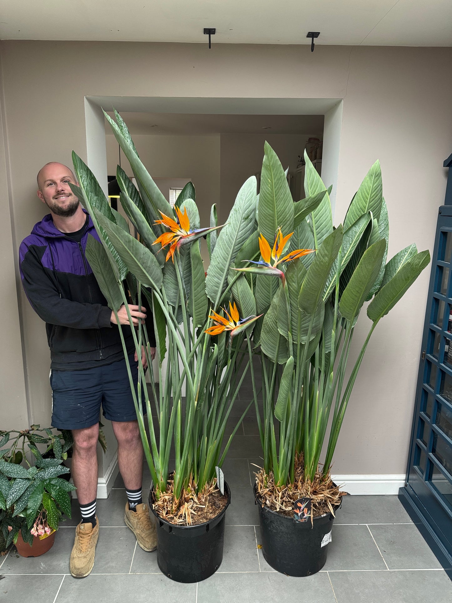 180cm Strelitzia Reginae (Orange Flowering Bird of Paradise)