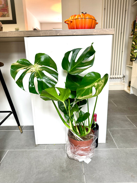 80cm Monstera Deliciosa (Swiss Cheese Plant)