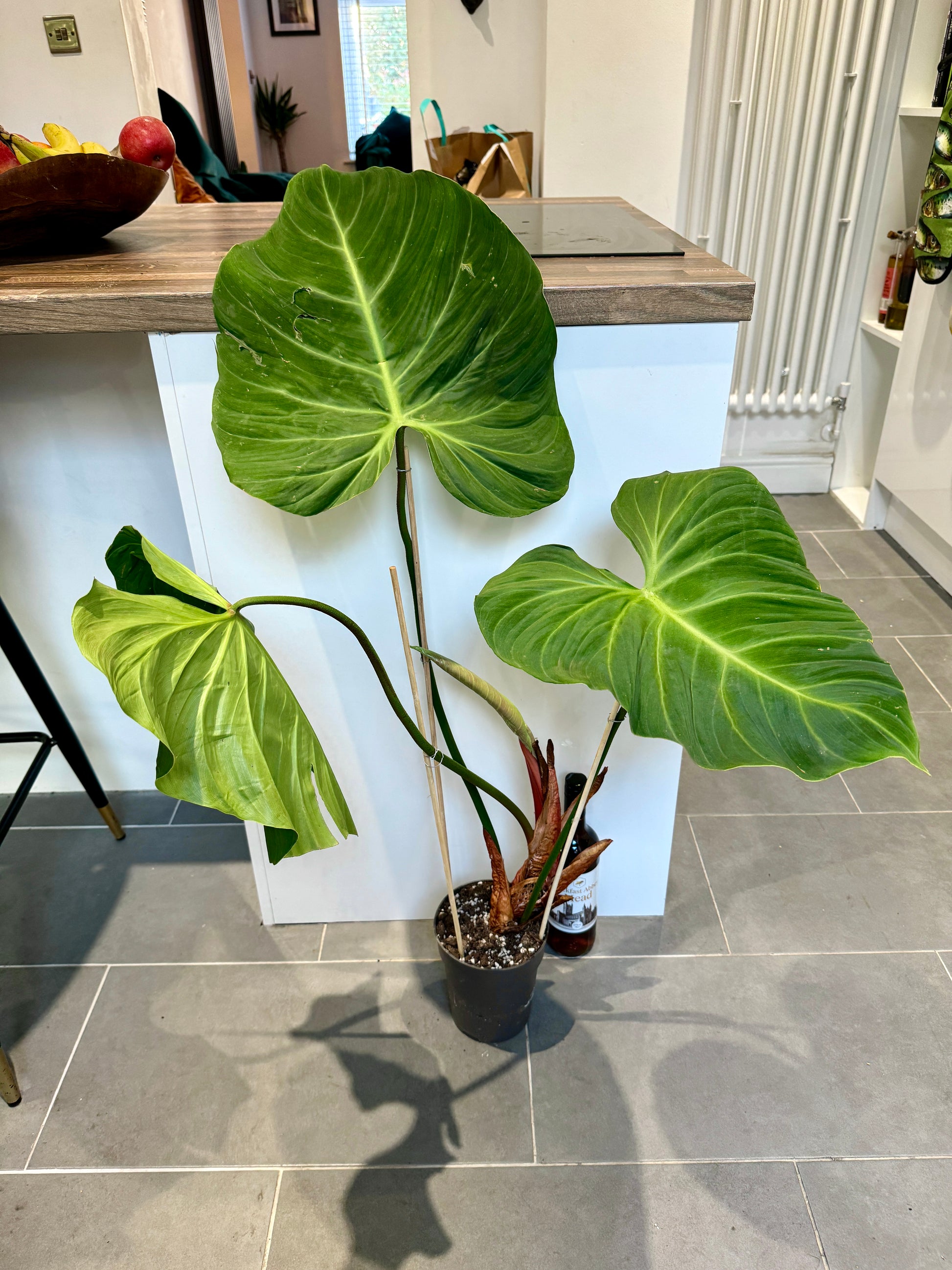 philodendron gloriosum for sale uk 110cm Philodendron Gloriosum – Bristol Plant Man