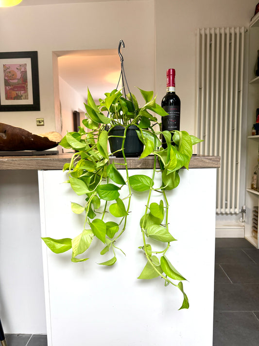 60cm Golden Neon Pothos Devils Ivy