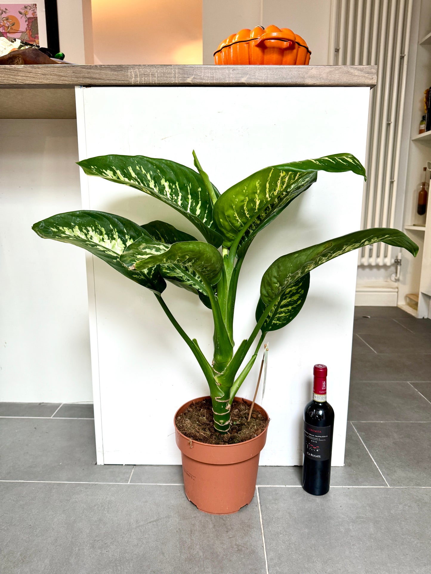 75cm Dieffenbachia Tropic Snow (Dumb Cane)