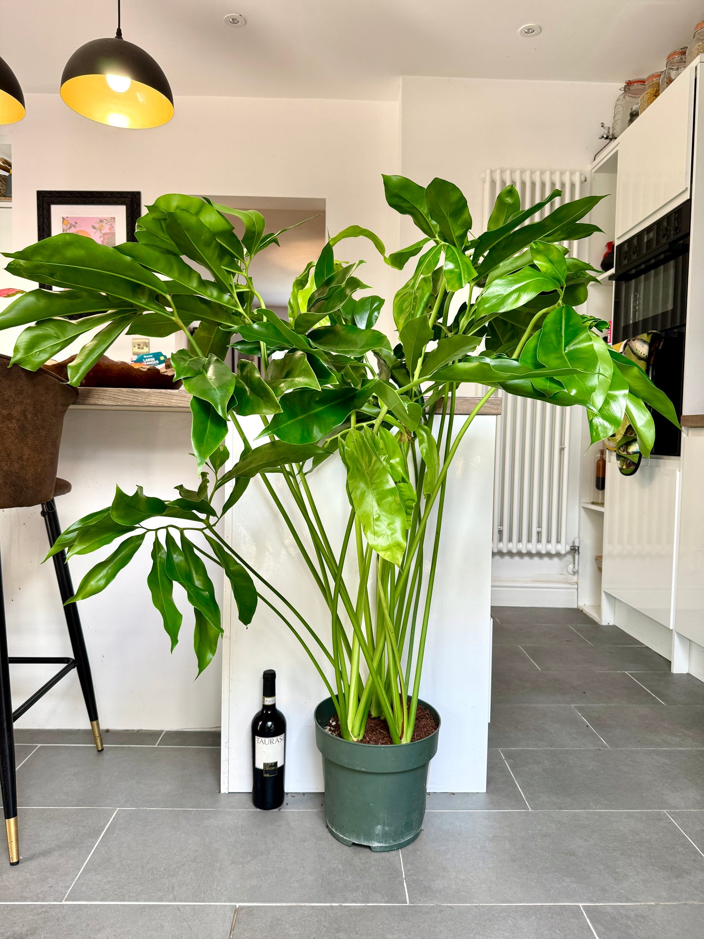 140cm Giant Philodendron Fun Bun