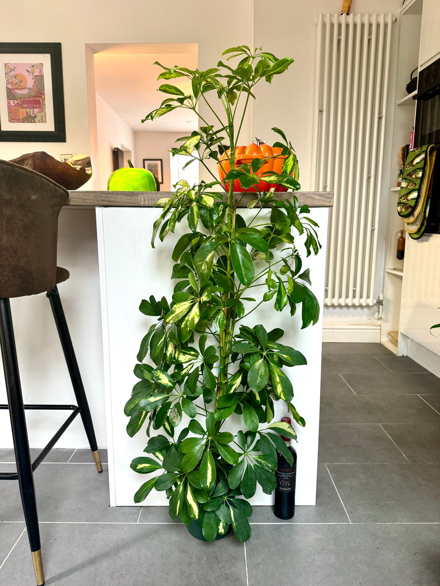 120cm Schefflera Arboricola (Umbrella Plant)