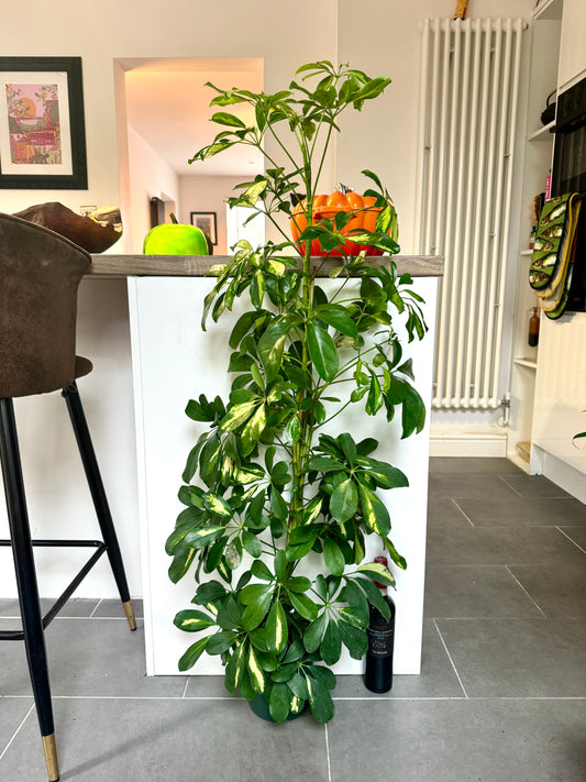 120cm Schefflera Arboricola (Umbrella Plant)