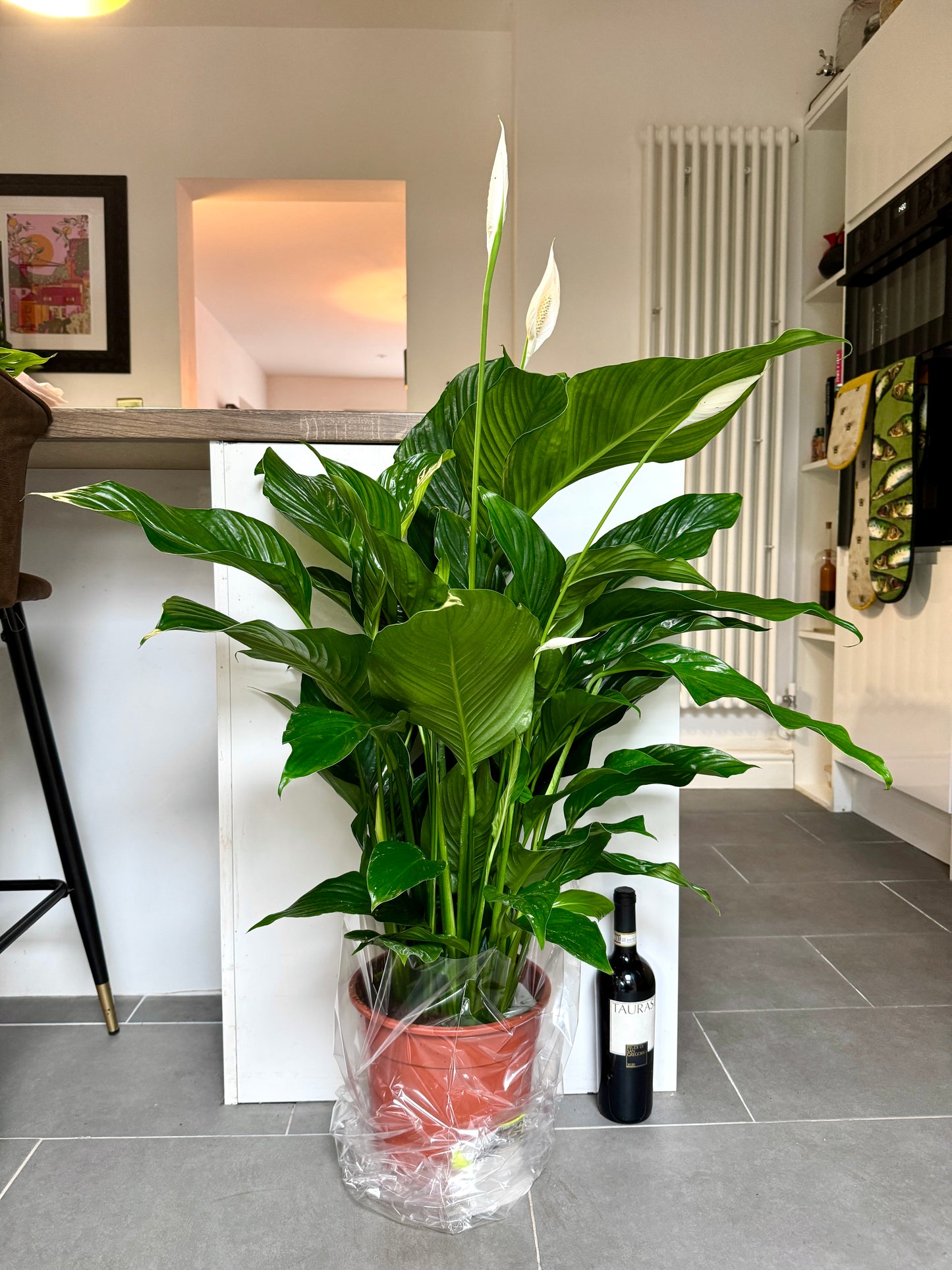 120cm Giant Peace Lily