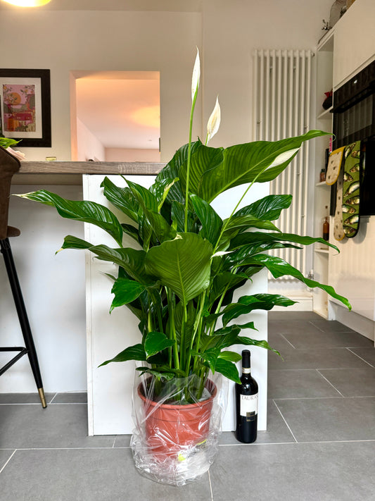 120cm Giant Peace Lily