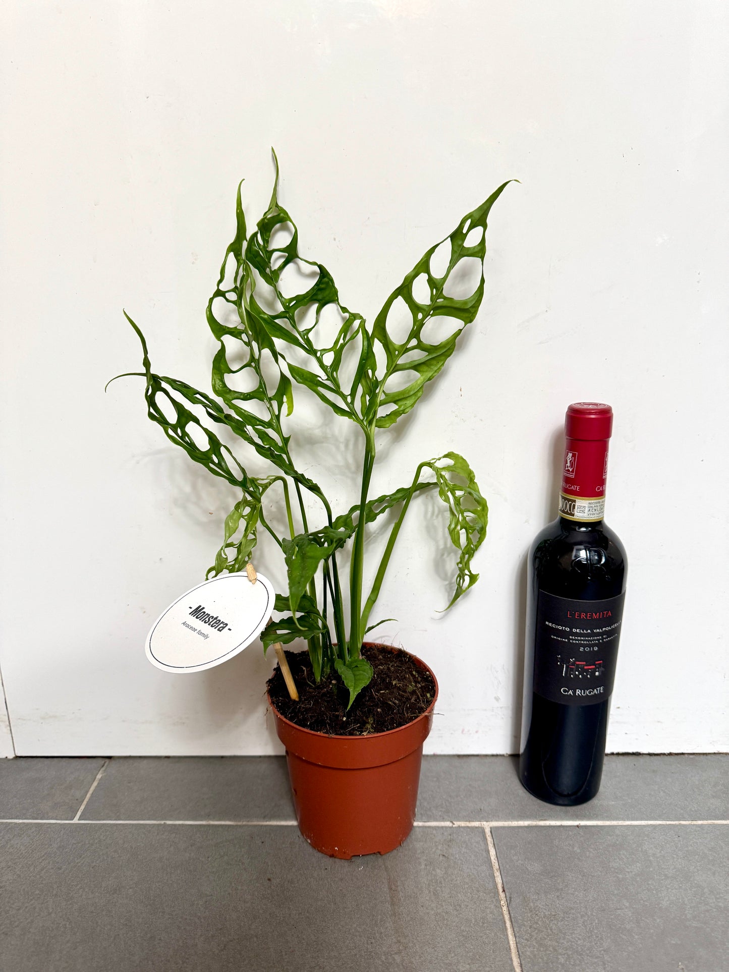 40cm Monstera Obliqua Peru