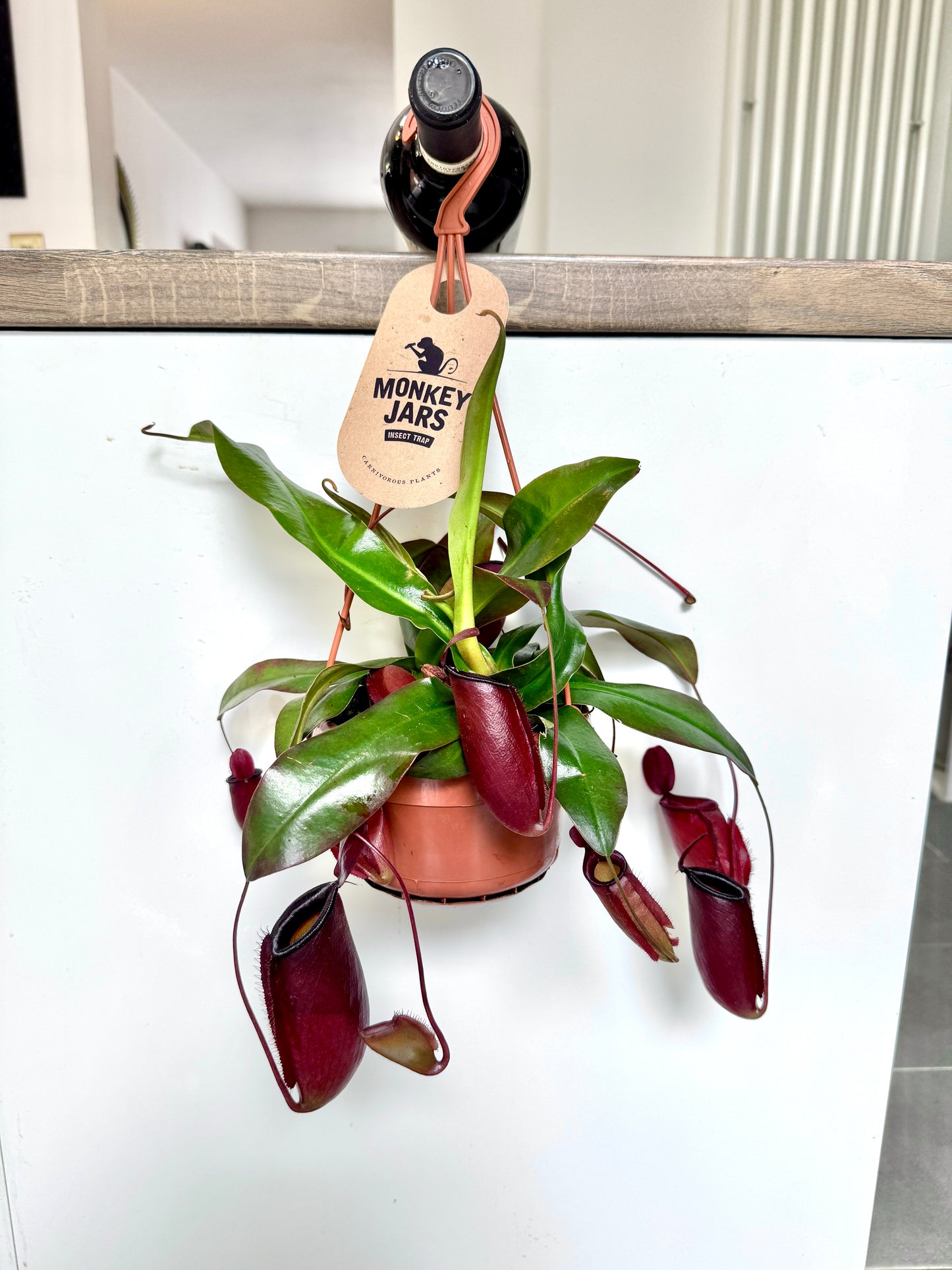 30cm Carnivorous Pitcher Plant / Monkey Jars (Nepenthes Alata)