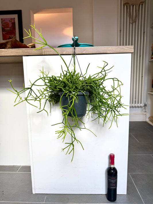 60cm Rhipsalis Heteroclada (Mistletoe cactus)