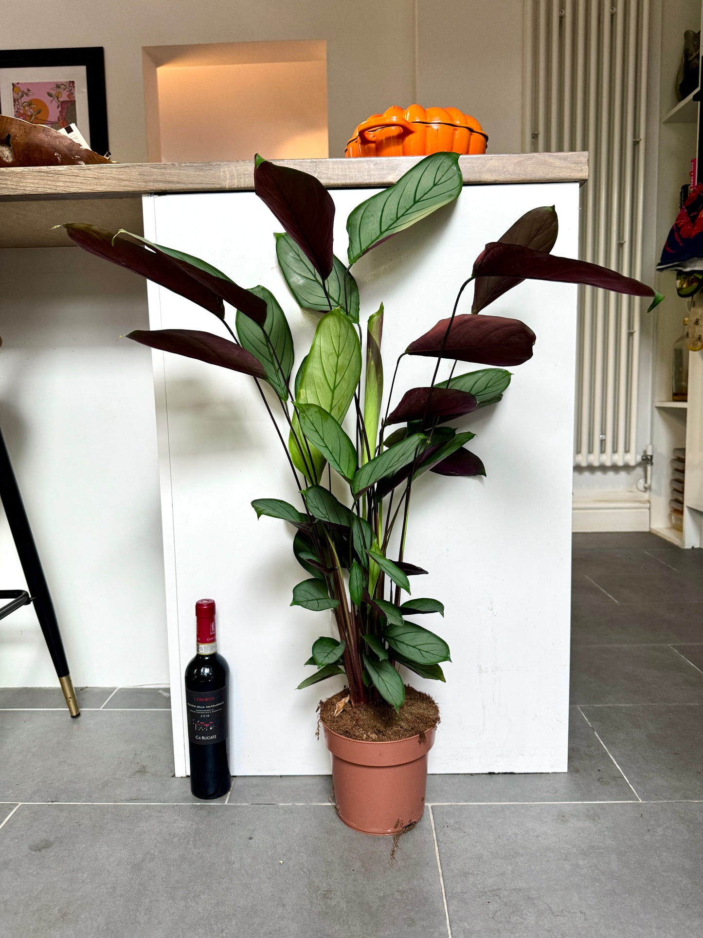 90cm Ctenanthe Setosa