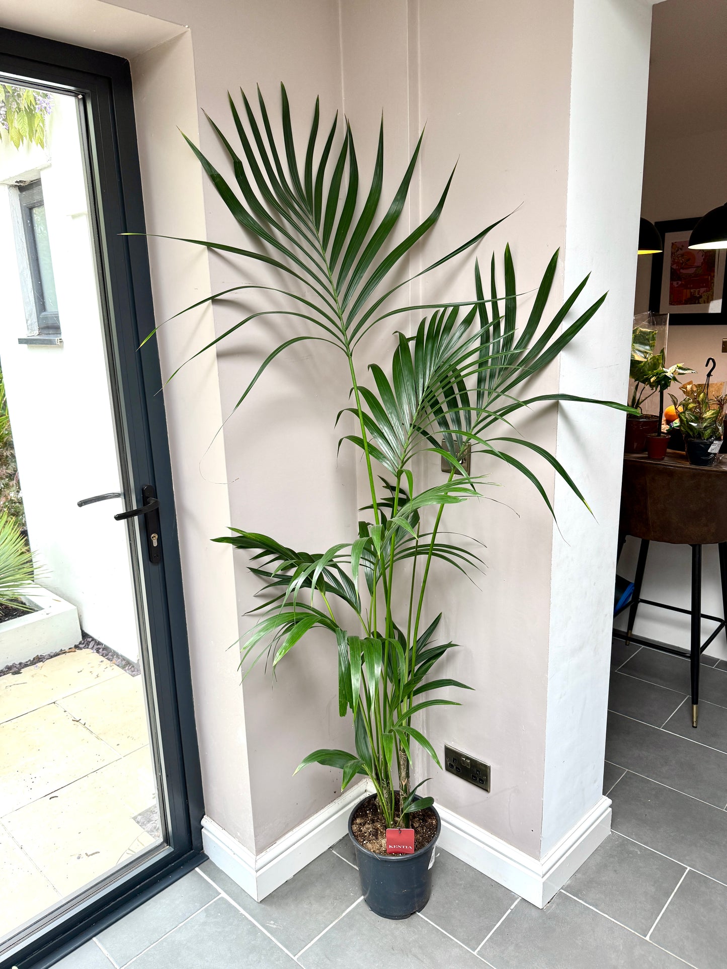 170cm Kentia Palm