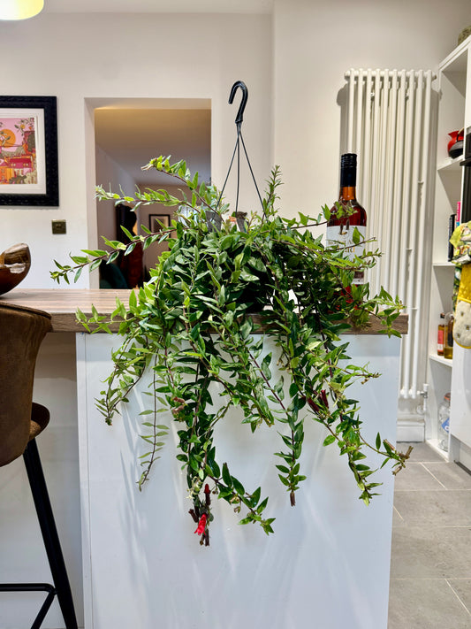 60cm Aeschynanthus Caroline