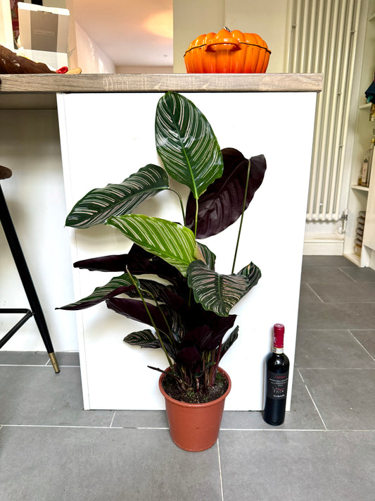 75cm Calathea Sanderiana