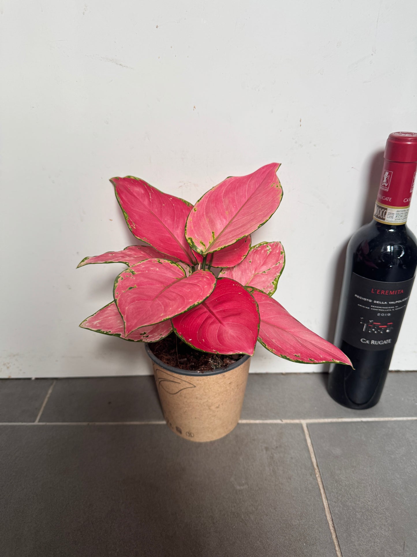 30cm Aglaonema Pink