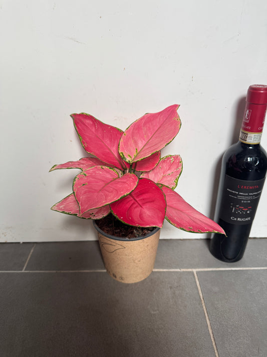 30cm Aglaonema Pink