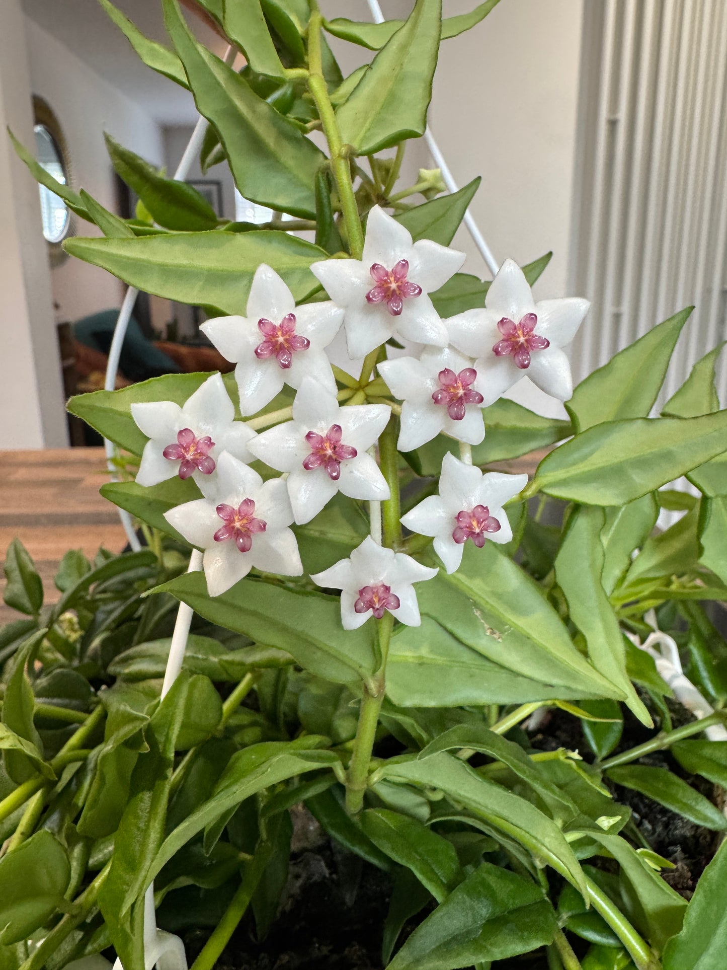 50cm Hanging Hoya Bella