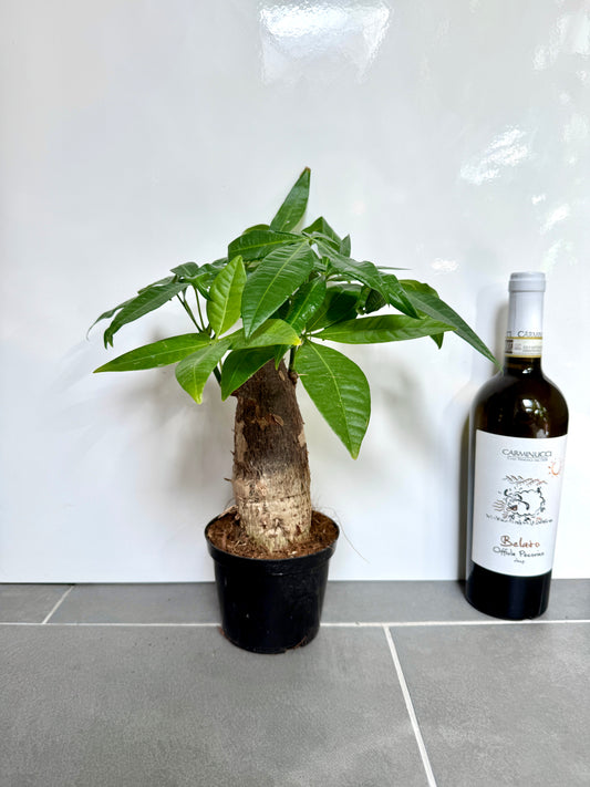 30cm Chunky Trunk Pachira Aquatica (Money Tree)