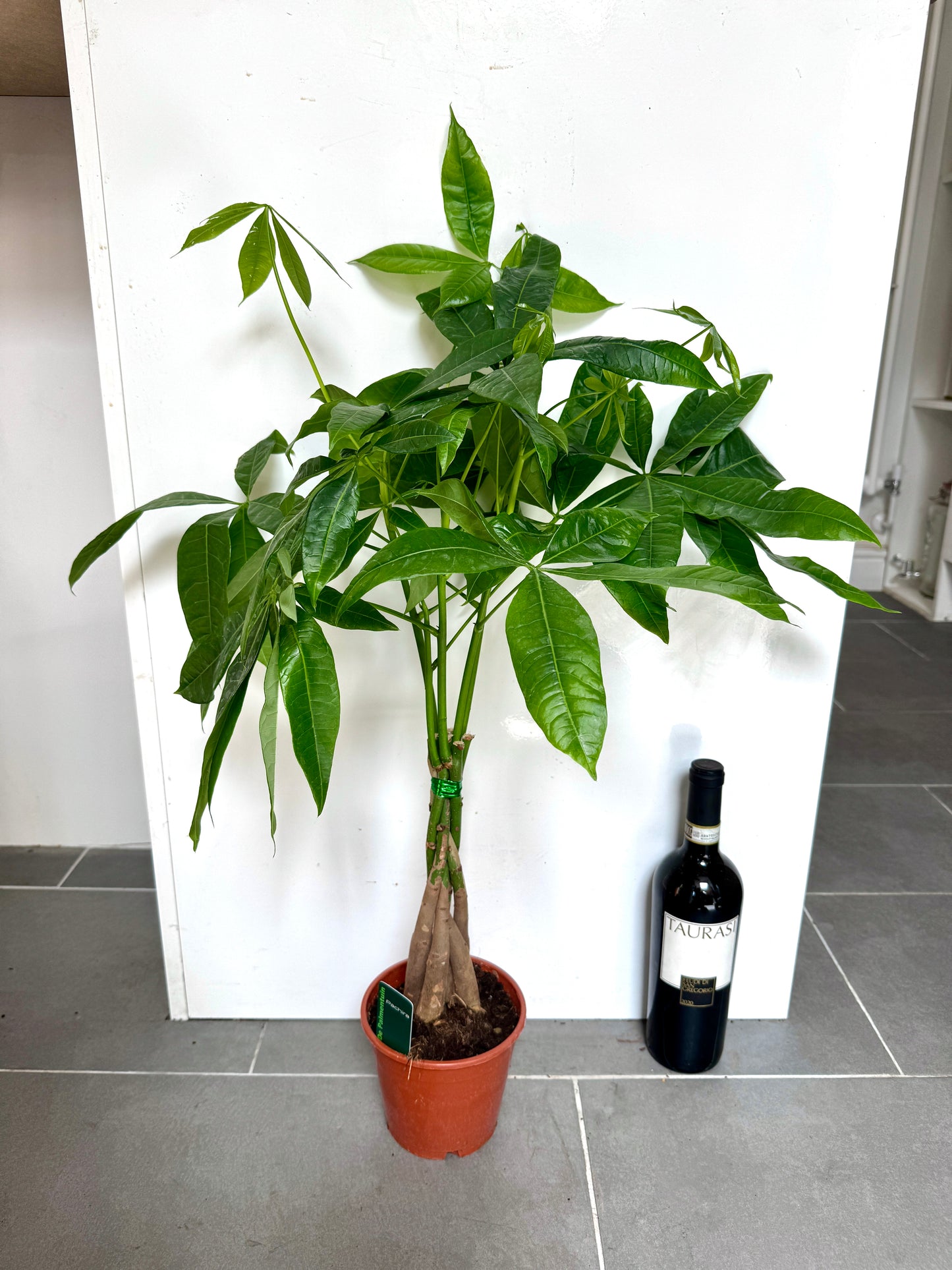 70cm Pachira Aquatica (Money Tree)