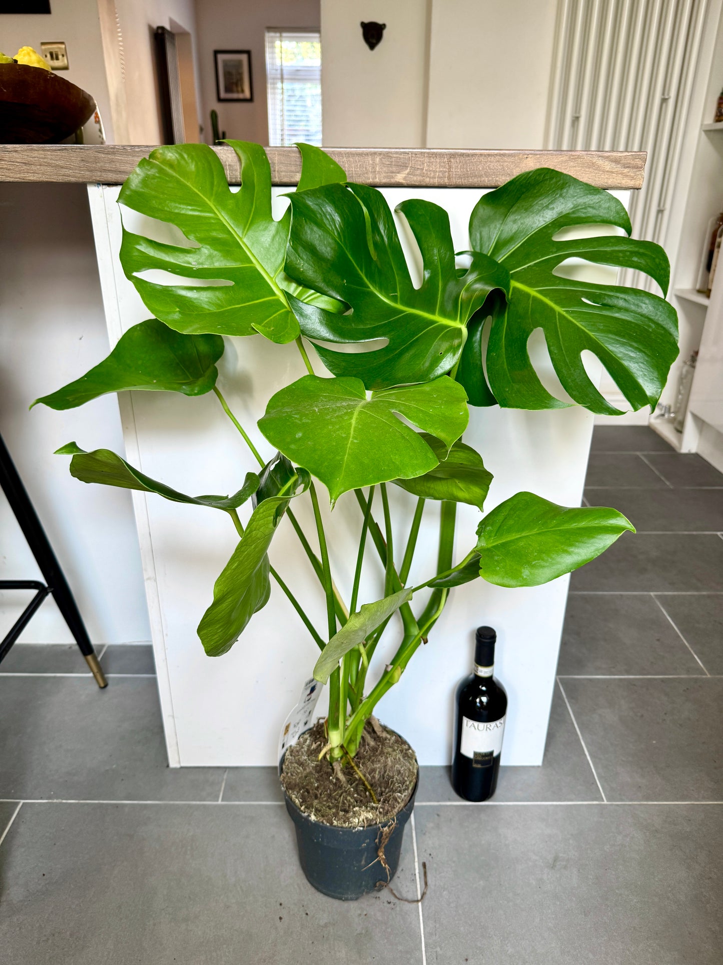 90cm Monstera Deliciosa (Swiss Cheese Plant)
