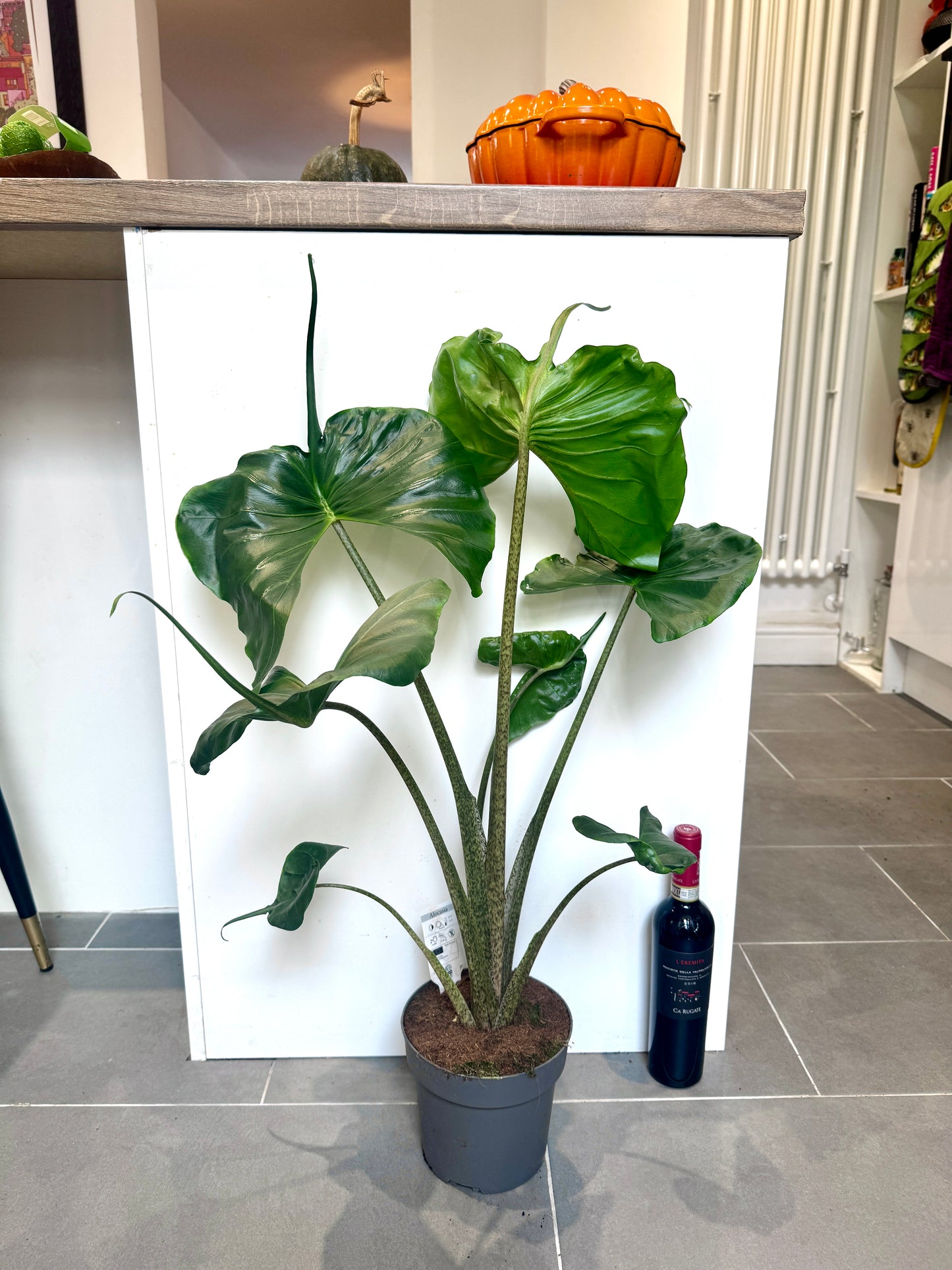 70cm Alocasia Stingray