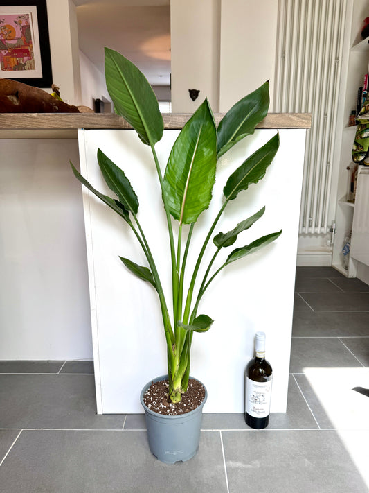 100cm Strelitzia Reginae (Orange Flowering Bird of Paradise)