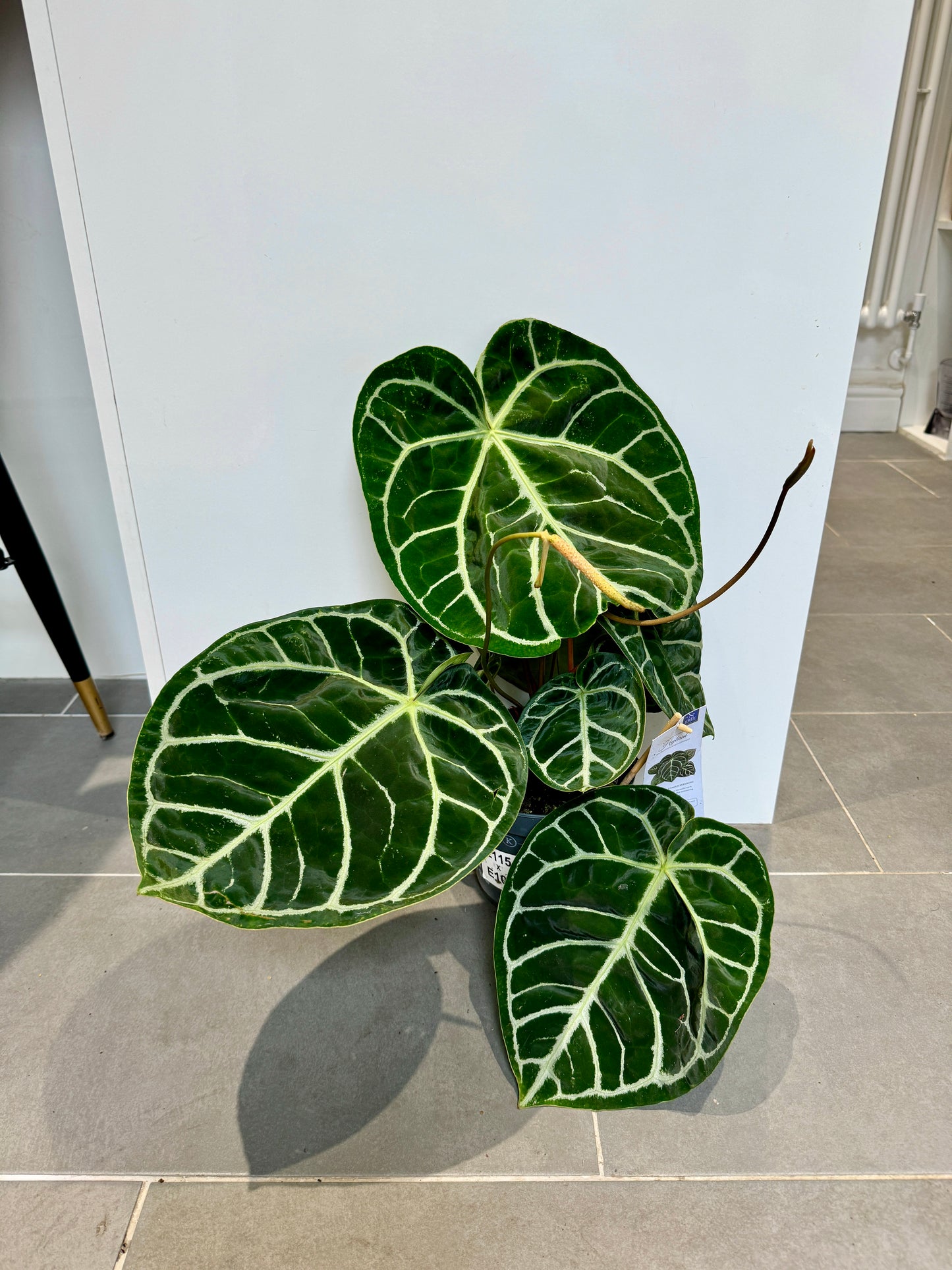 anthurium clarinervium for sale uk 70cm Giant Anthurium Clarinervium – Bristol Plant Man