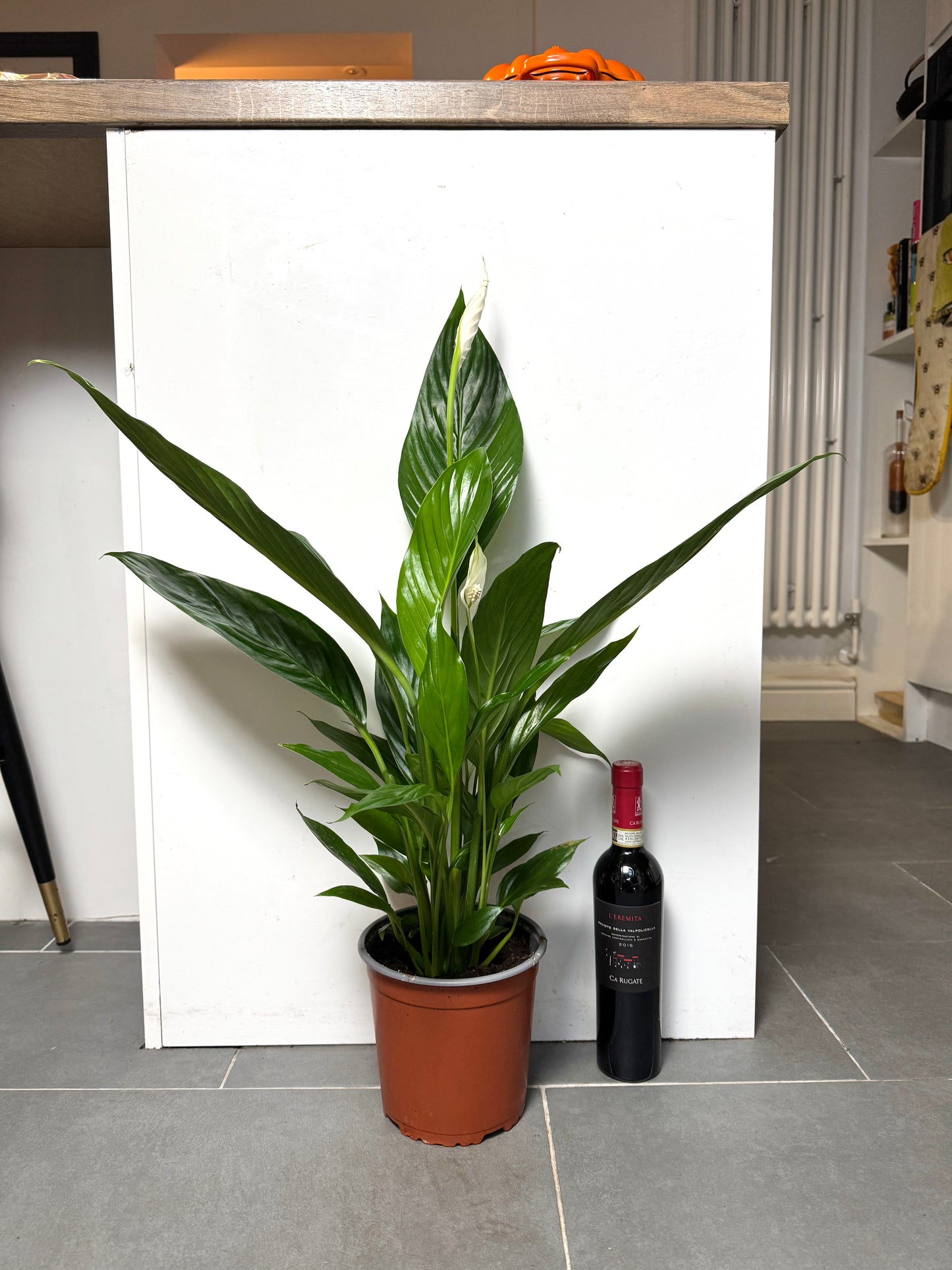 75cm Peace Lily