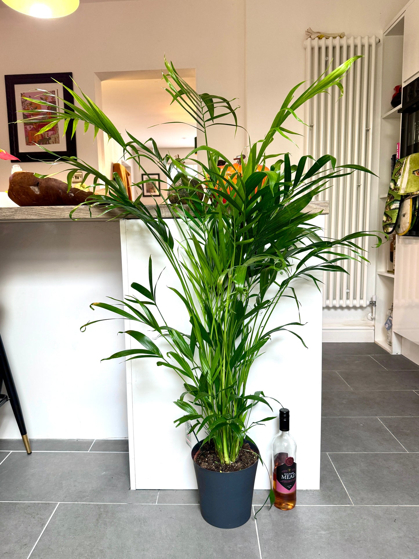 120cm Chamaedorea Cataractarum (Cascade Palm)