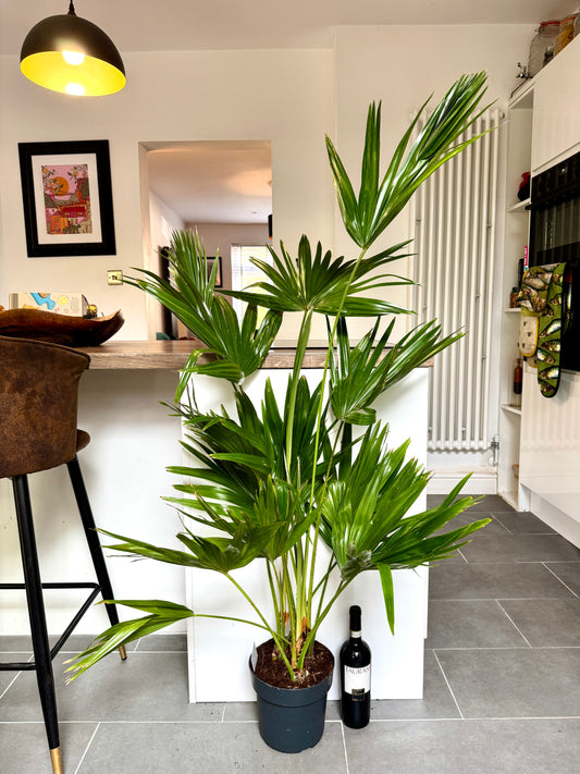 120cm Livistonia Rotundifolia (Footstool Palm Tree)