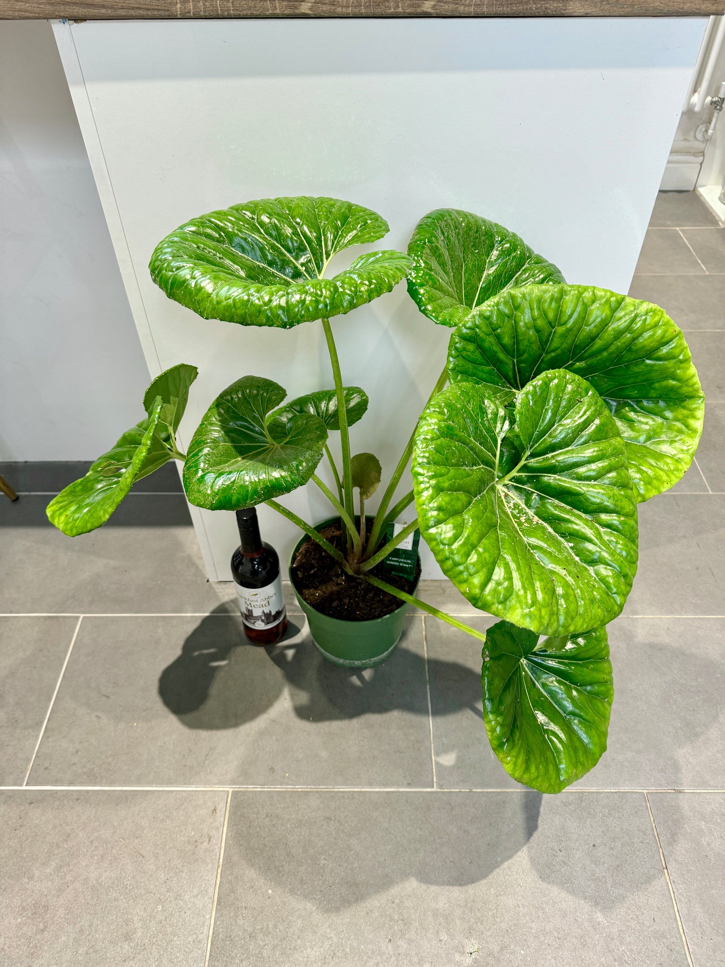 75cm Leopard Plant (Farfugium Japonicum)