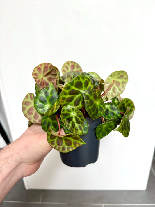 25cm Begonia Kingiana