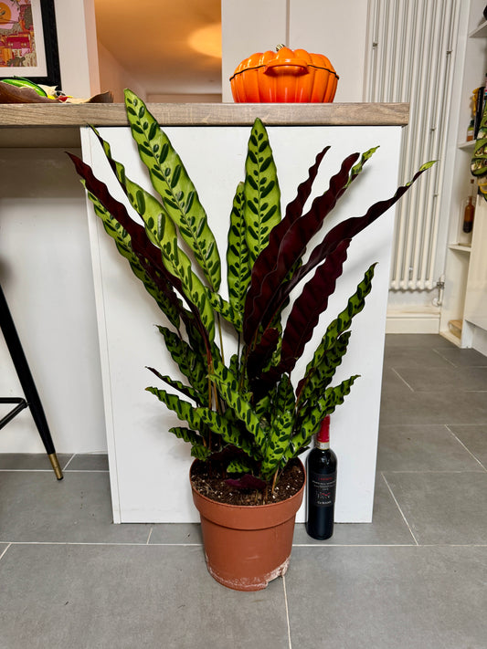 95cm Calathea Lancifolia (Rattlesnake Plant)