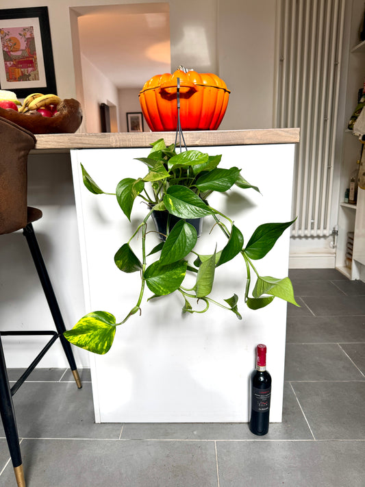40cm Hanging Devils Ivy