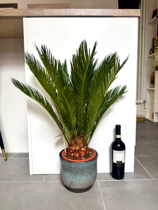 70cm Cycas Revoluta (Sago Palm) in Ceramic Pot