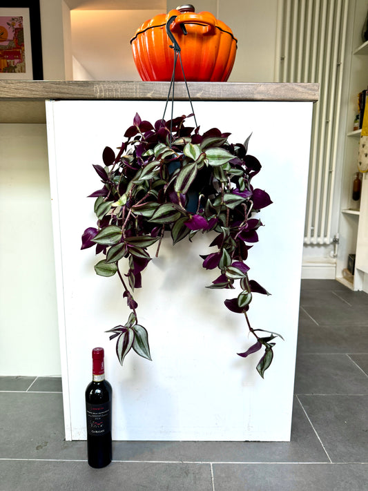 50cm Tradescantia Violet