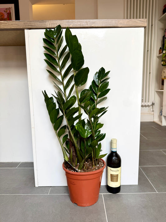 90cm ZZ Plant