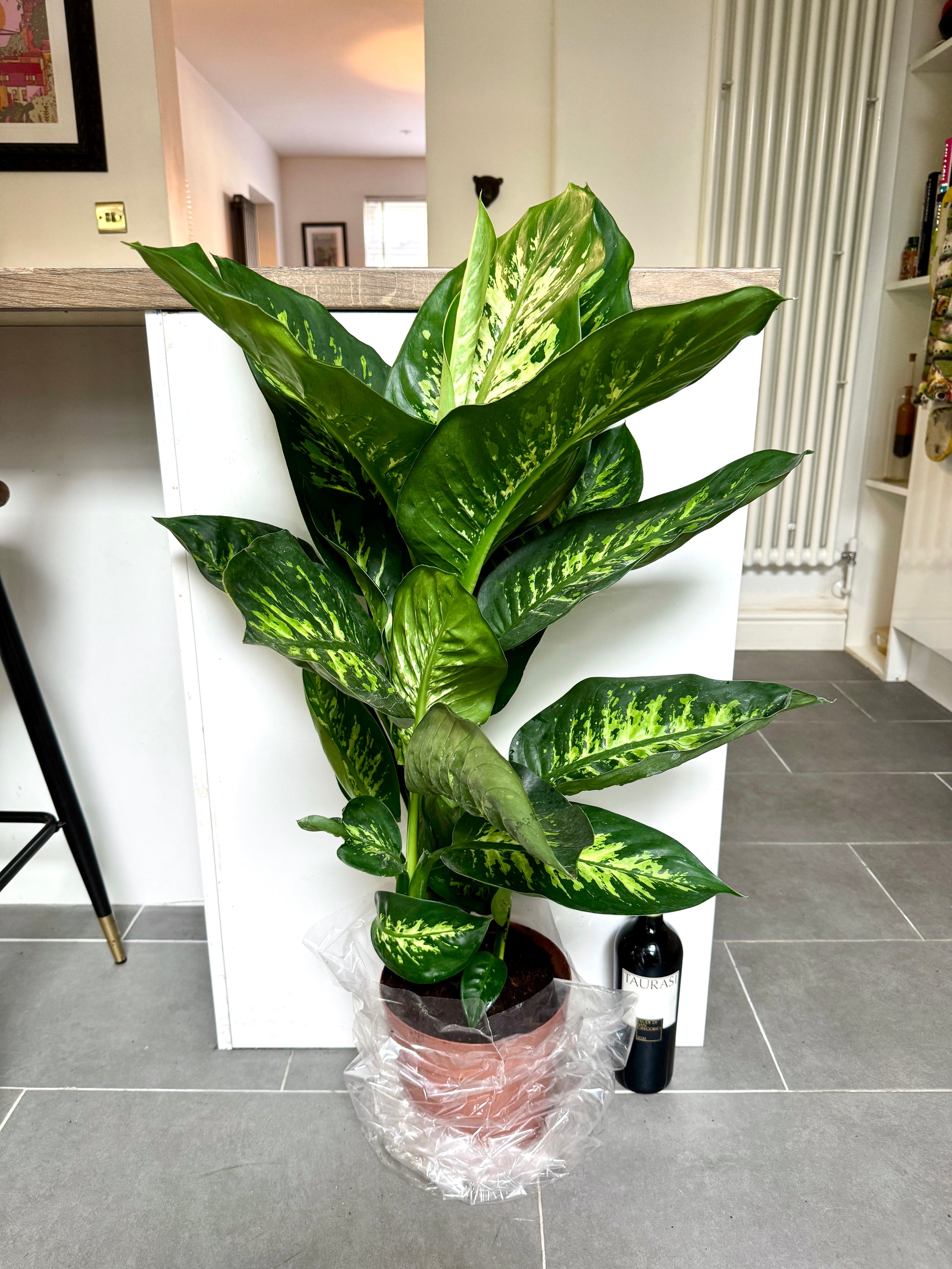 dieffenbachia tropic snow large 75cm Dieffenbachia Tropic Snow (Dumb Cane) – Bristol Plant Man