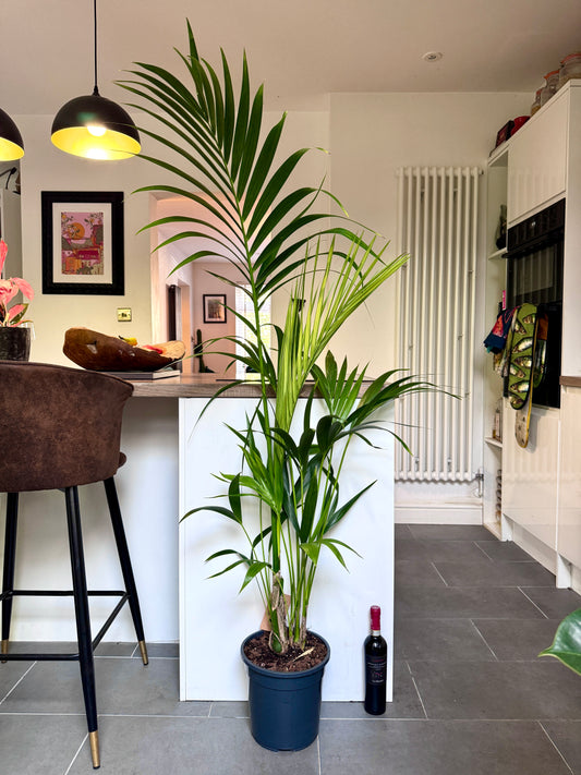 150cm Howea Forsteriana (Kentia Palm)