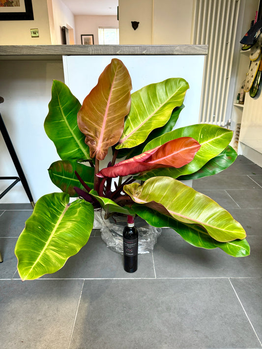 100cm Philodendron Prince of Orange Bush